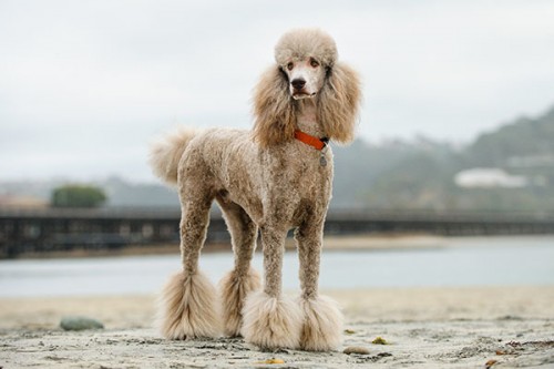 Giant Poodle