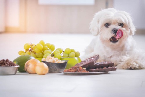 What Does a Maltese Dog Eat?