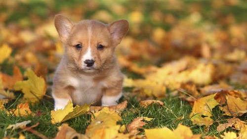 Pembroke Welsh Corgi