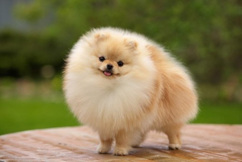 Pomeranian Dog