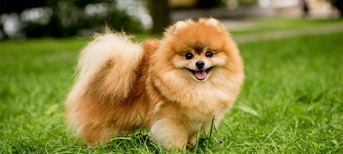 Pomeranya Dog