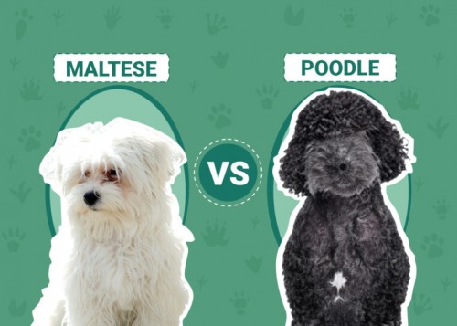 Toy Poodle or Maltese?