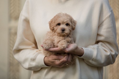 Maltipoo Cinsi