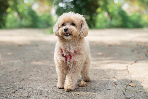 Maltipoo Yavru