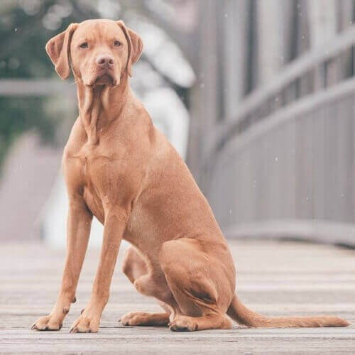 Mix Köpek Cins Özellikleri