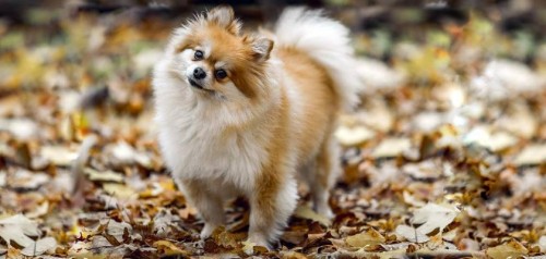 Pomeranian Boo Türkiye