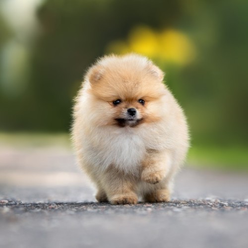 Pomeranian Köpek