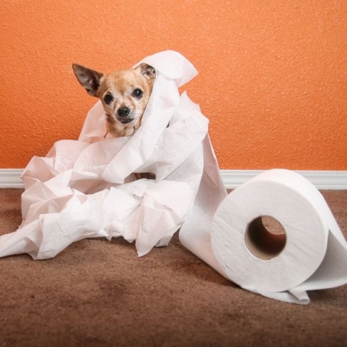 Tuvalet Eğitimi Nasıl Verilir ?