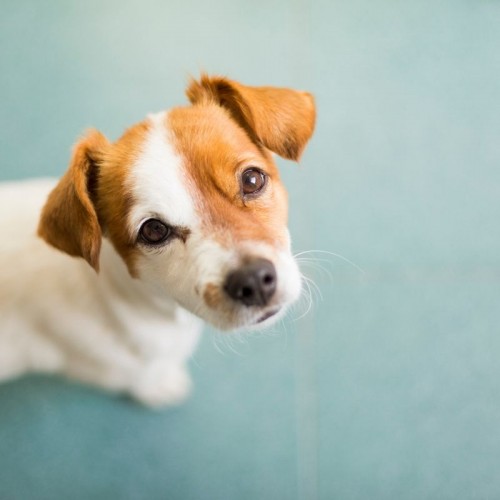 Yavru Bakımında Dikkat Edilmesi Gereken Hususlar