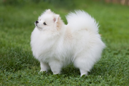 Puppy Pomeranian