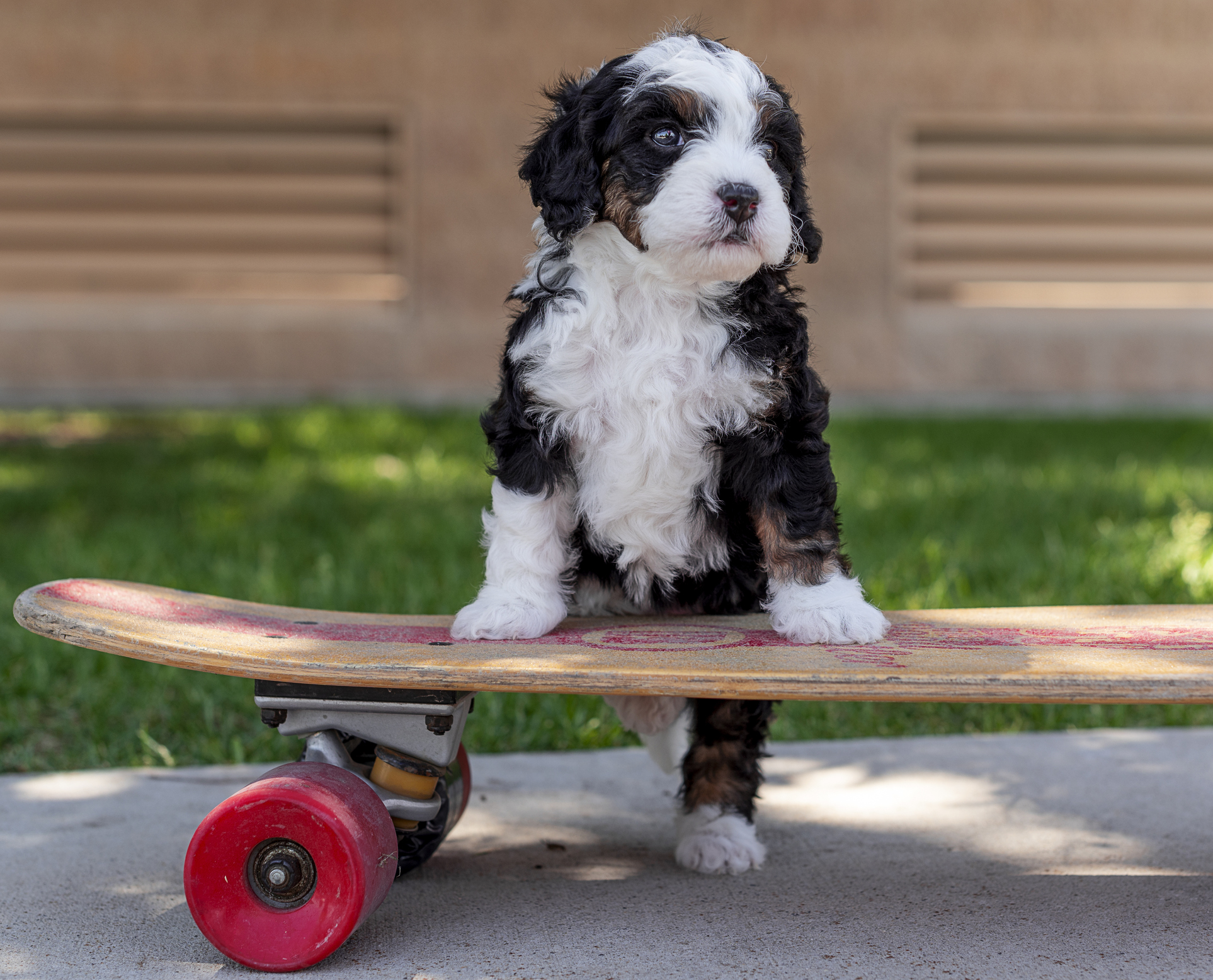  Bernedoodle 