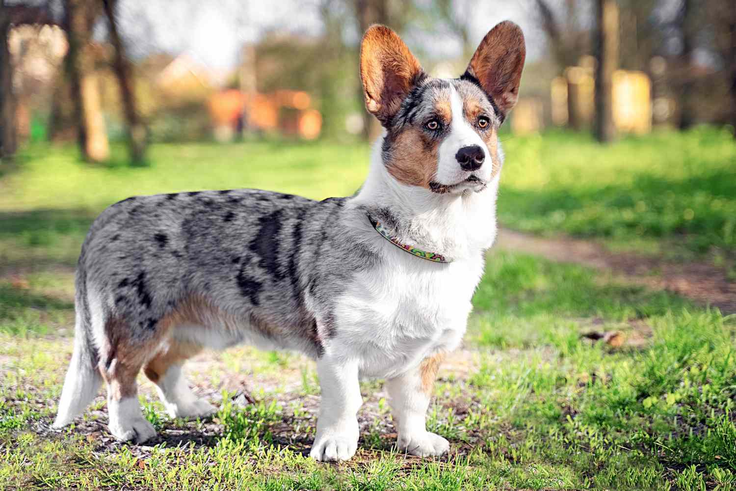  Cardigan Welsh Corgi 