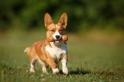  Corgi 