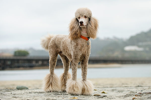  Giant Poodle 