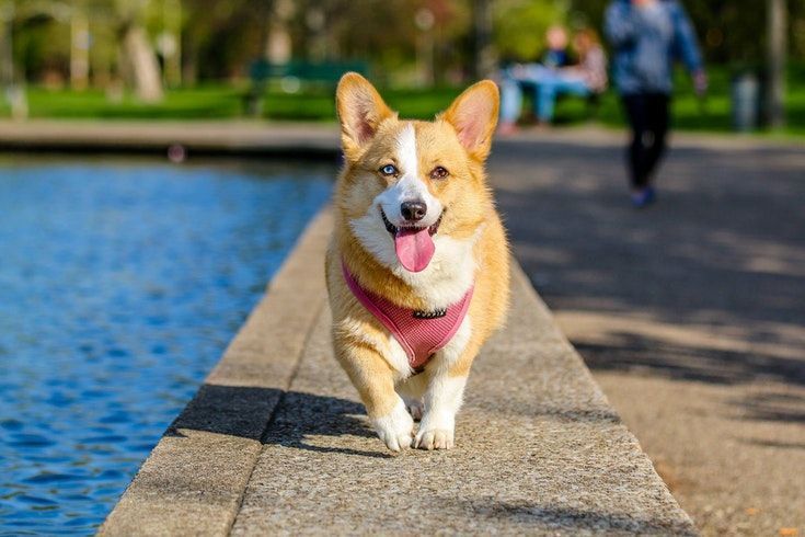  Kısa Bacaklı Köpek Cinsleri 