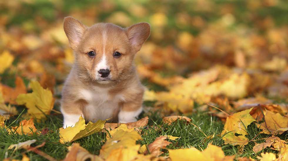  Pembroke Welsh Corgi 