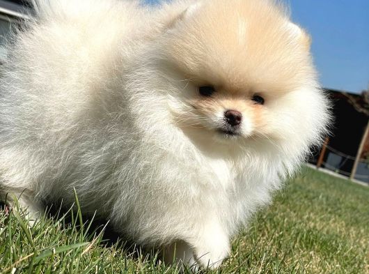  Pomeranian Boo İstanbul 