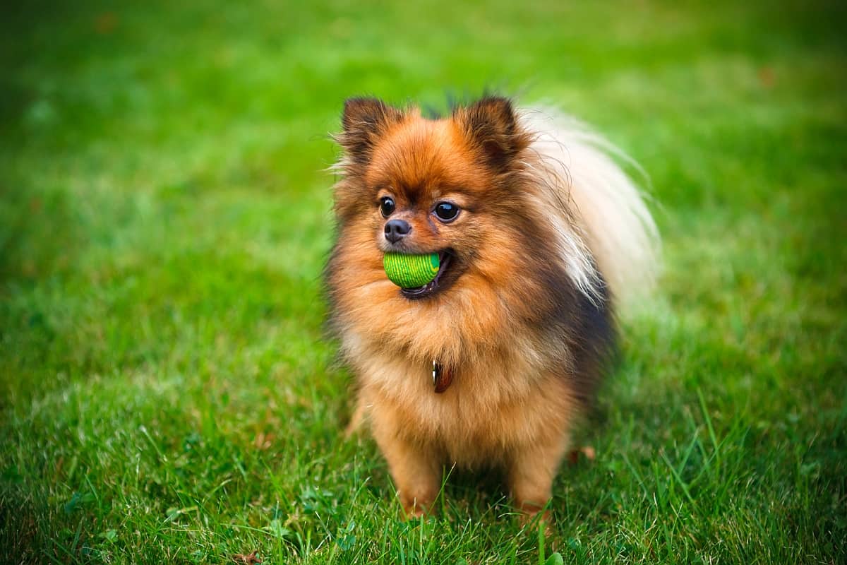  Pomeranian Boo Yavru Fiyat 