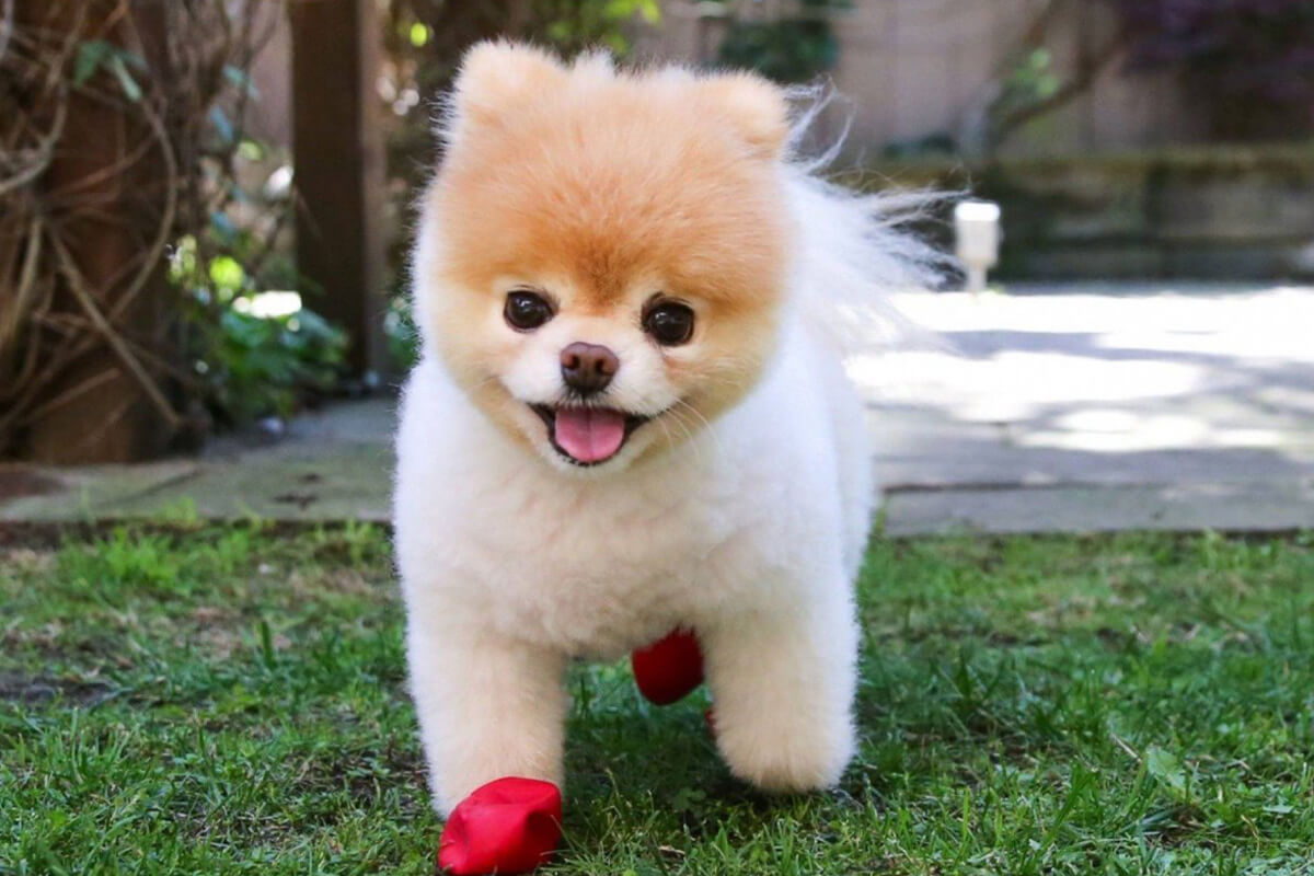  Pomeranian Mini 