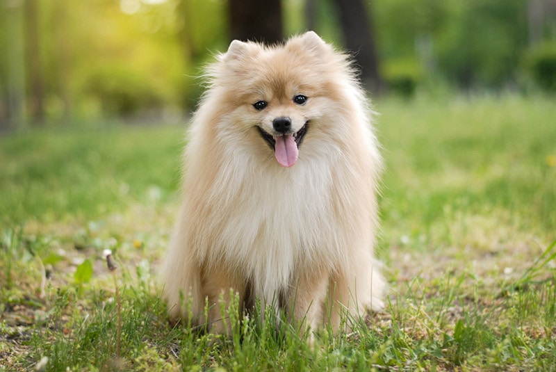  Pomeranian Fox Face 