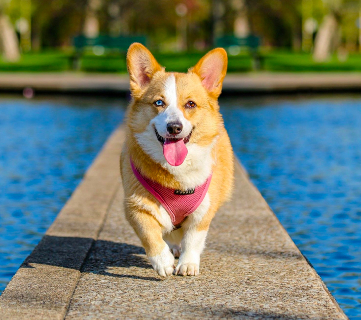  Corgi Adoption 