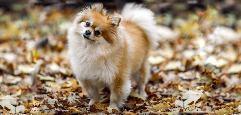  Pomeranian Boo Türkiye 